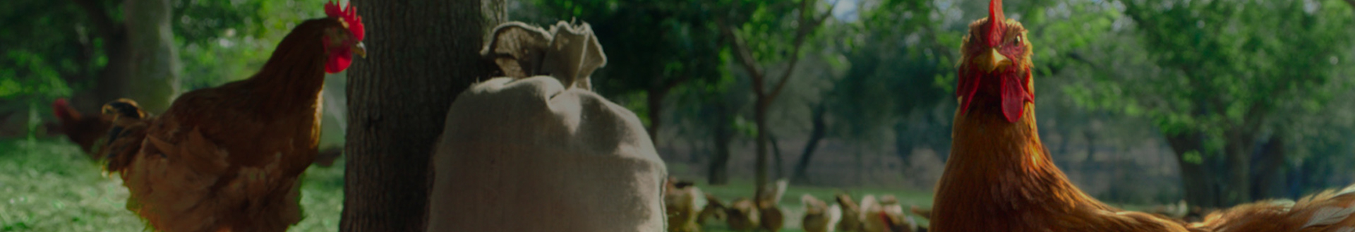 header-campese-plus